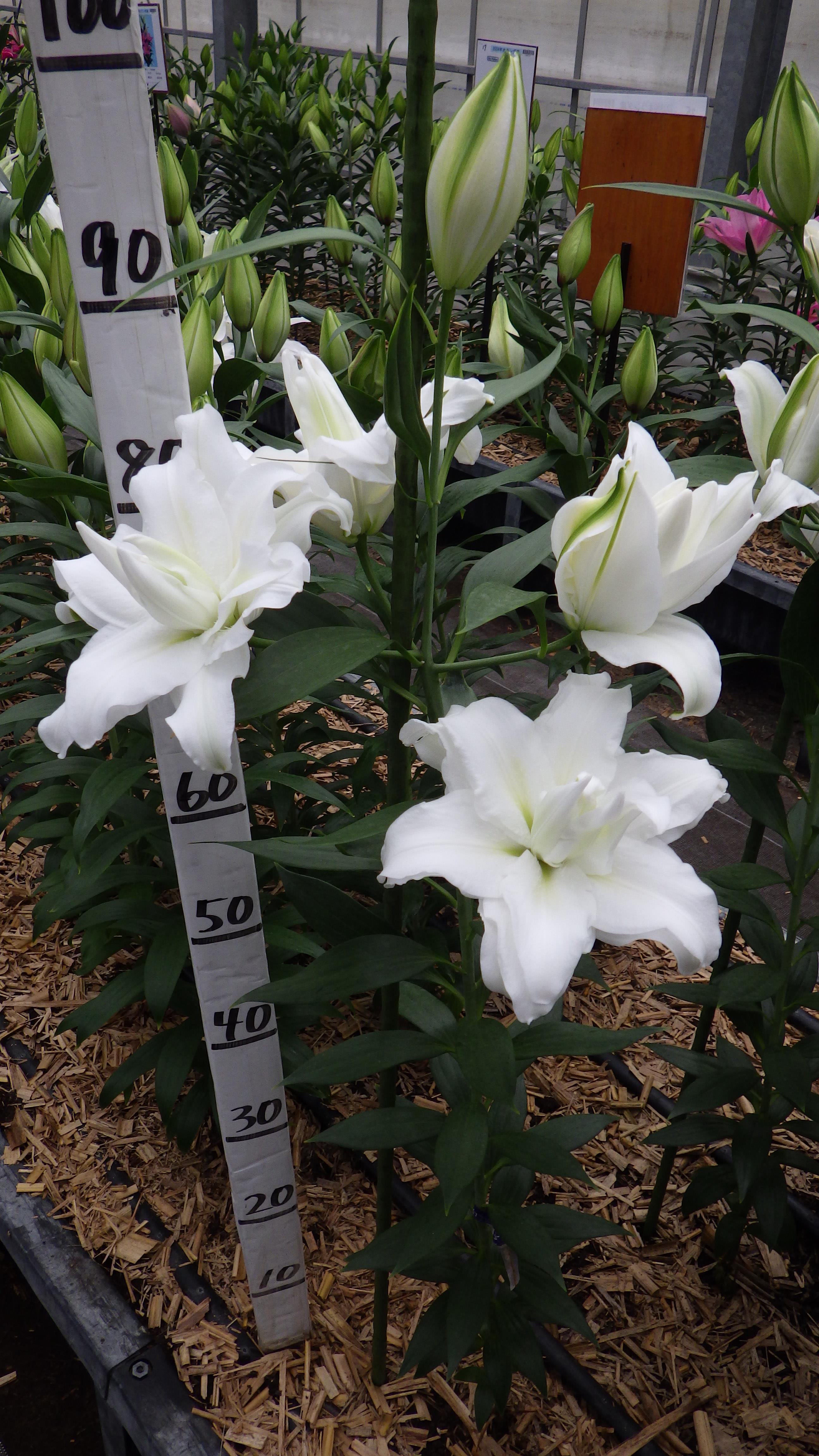 RL セシリア(八重)